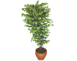 Ficus zel Starlight 1,75 cm   Konya ucuz iek gnder 