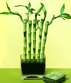  Konya iek siparii sitesi  Good Harmony Lucky Bamboo