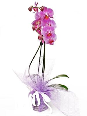  Konya internetten iek sat  Kaliteli ithal saksida orkide