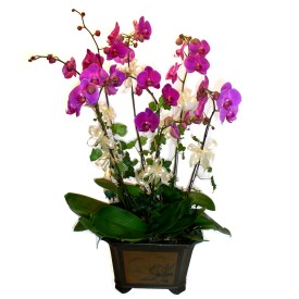  Konya ucuz iek gnder  4 adet orkide iegi