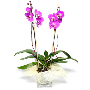  Konya gvenli kaliteli hzl iek  Cam yada mika vazo ierisinde  1 kk orkide