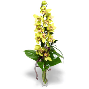  Konya hediye sevgilime hediye iek  cam vazo ierisinde tek dal canli orkide