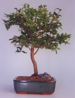 Konya online ieki , iek siparii  ithal bonsai saksi iegi  Konya internetten iek sat 