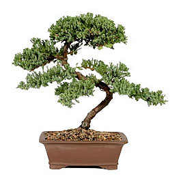 ithal bonsai saksi iegi  Konya iek online iek siparii 