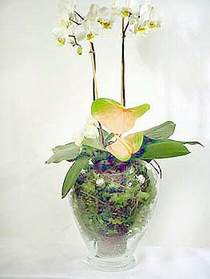  Konya gvenli kaliteli hzl iek  Cam yada mika vazoda zel orkideler
