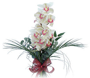  Konya iek gnderme sitemiz gvenlidir  Dal orkide ithal iyi kalite