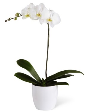1 dall beyaz orkide  Konya iek siparii sitesi 