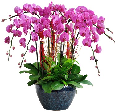 9 dallı mor orkide  Konya çiçek siparişi sitesi 