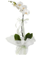 1 dal beyaz orkide iei  Konya iek sat 