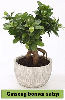 Ginseng bonsai japon aac sat  Konya kaliteli taze ve ucuz iekler 