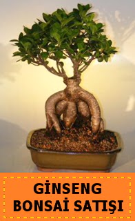 Ginseng bonsai sat japon aac  Konya ucuz iek gnder 