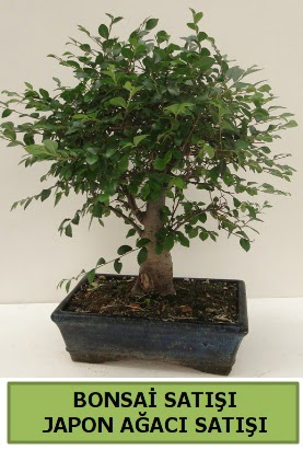 Minyatr bonsai japon aac sat  Konya iek online iek siparii 