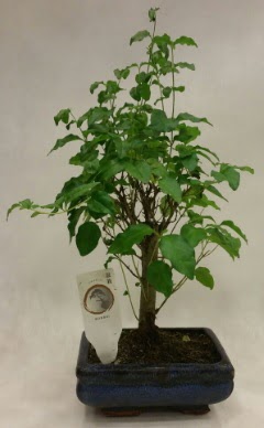 Minyatr bonsai japon aac sat  Konya kaliteli taze ve ucuz iekler 