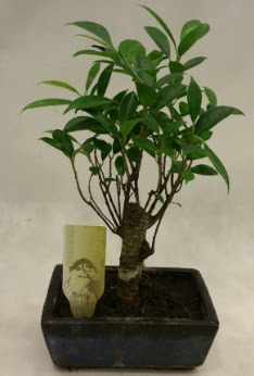 Japon aac bonsai bitkisi sat  Konya kaliteli taze ve ucuz iekler 