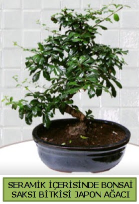 Seramik vazoda bonsai japon aac bitkisi  Konya iek gnderme sitemiz gvenlidir 