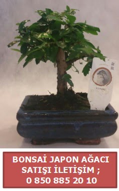 Japon aac minyar bonsai sat  Konya gvenli kaliteli hzl iek 