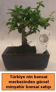 Japon aac bonsai sat ithal grsel  Konya iek servisi , ieki adresleri 