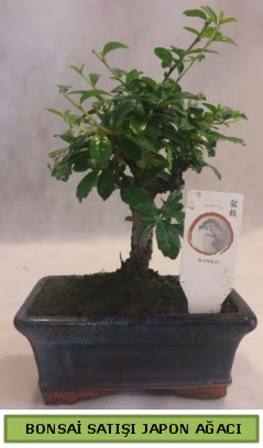 Minyatr bonsai aac sat  Konya iek maazas , ieki adresleri 