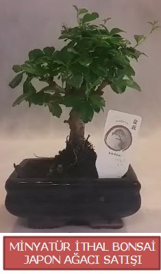Kk grsel bonsai japon aac bitkisi  Konya yurtii ve yurtd iek siparii 