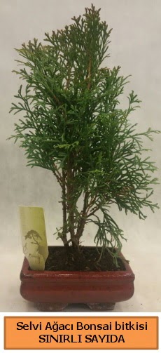 Selvi aac bonsai japon aac bitkisi  Konya gvenli kaliteli hzl iek 