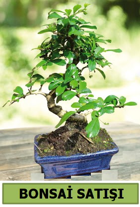 am bonsai japon aac sat  Konya gvenli kaliteli hzl iek 