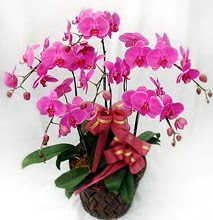 Sepet ierisinde 5 dall lila orkide  Konya online ieki , iek siparii 