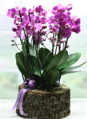 Ktk ierisinde 6 dall mor orkide  Konya online ieki , iek siparii 