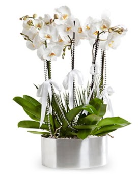 Be dall metal saksda beyaz orkide  Konya iek servisi , ieki adresleri 