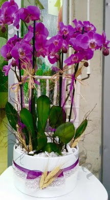 Seramik vazoda 4 dall mor lila orkide  Konya iek , ieki , iekilik 