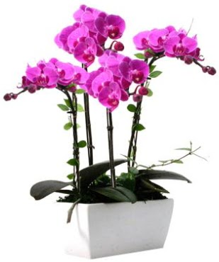 Seramik vazo ierisinde 4 dall mor orkide  Konya gvenli kaliteli hzl iek 