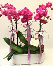Beyaz seramik ierisinde 4 dall orkide  Konya online ieki , iek siparii 