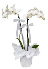 2 dall beyaz orkide  Konya cicekciler , cicek siparisi 