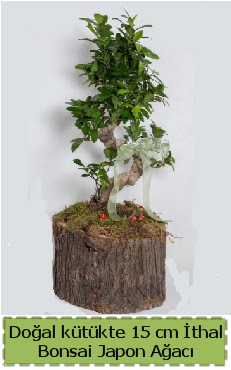 Doal ktkte thal bonsai japon aac  Konya iek maazas , ieki adresleri 