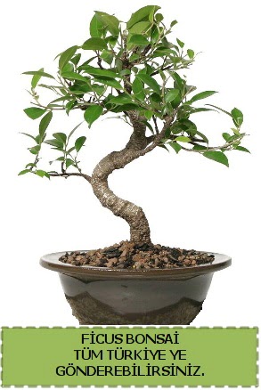 Ficus bonsai  Konya iek online iek siparii 