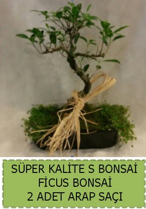 Ficus S Bonsai ve arap saçı  Konya kaliteli taze ve ucuz çiçekler 