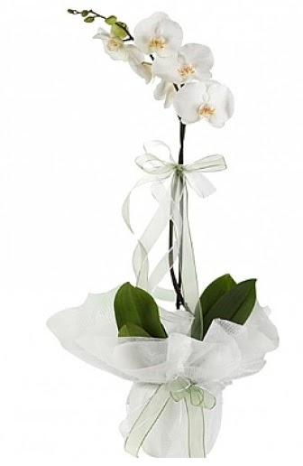 Tekli Beyaz Orkide  Konya iek yolla , iek gnder , ieki  