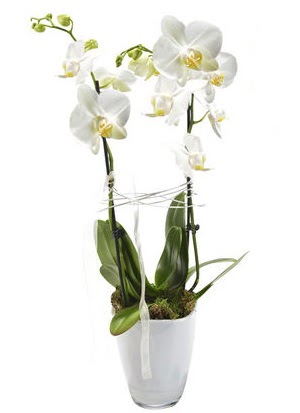 2 dall beyaz seramik beyaz orkide sakss  Konya iek online iek siparii 