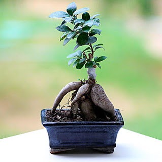 Marvellous Ficus Microcarpa ginseng bonsai  Konya iek sat 