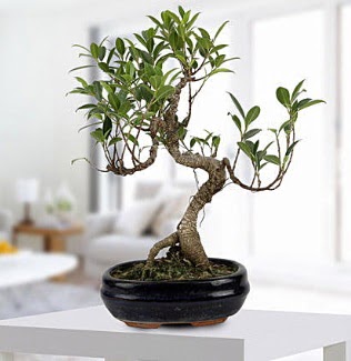 Gorgeous Ficus S shaped japon bonsai  Konya uluslararas iek gnderme 