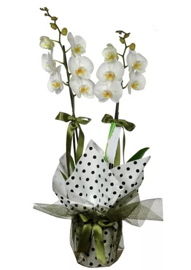 ift Dall Beyaz Orkide  Konya iek siparii sitesi 