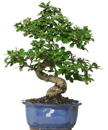 21 ile 25 cm arası özel S bonsai japon ağacı  Konya kaliteli taze ve ucuz çiçekler 