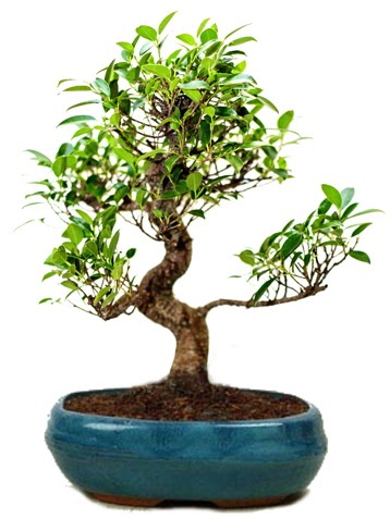 25 cm ile 30 cm aralığında Ficus S bonsai  Konya çiçek online çiçek siparişi 