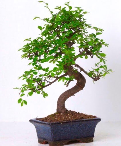 S gvdeli bonsai minyatr aa japon aac  Konya iek online iek siparii 