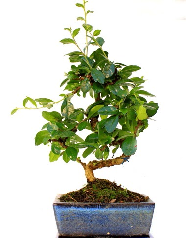 S gvdeli carmina bonsai aac  Konya iek servisi , ieki adresleri  Minyatr aa