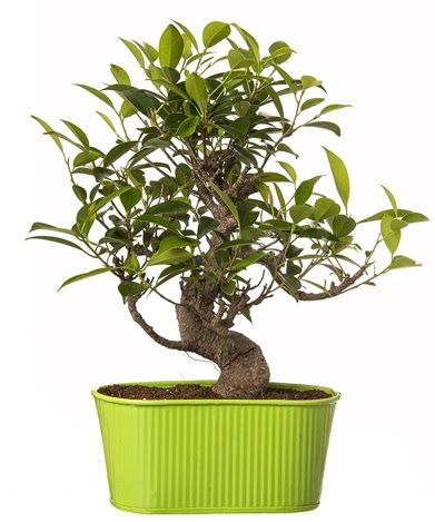 Ficus S gövdeli muhteşem bonsai  Konya çiçek gönderme sitemiz güvenlidir 