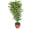 Ficus özel Starlight 1,75 cm   Konya ucuz çiçek gönder 