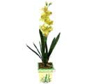 Özel Yapay Orkide Sari  Konya anneler günü çiçek yolla 