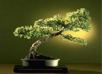 ithal bonsai saksi çiçegi  Konya İnternetten çiçek siparişi 