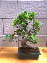 ithal bonsai saksi çiçegi  Konya çiçekçiler 
