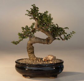 ithal bonsai saksi çiçegi  Konya çiçek siparişi sitesi 
